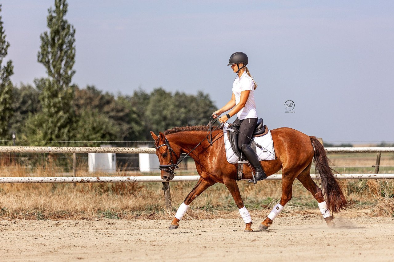 Knappe d pony