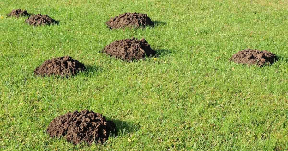 Ervaren mollenvanger Zeeland