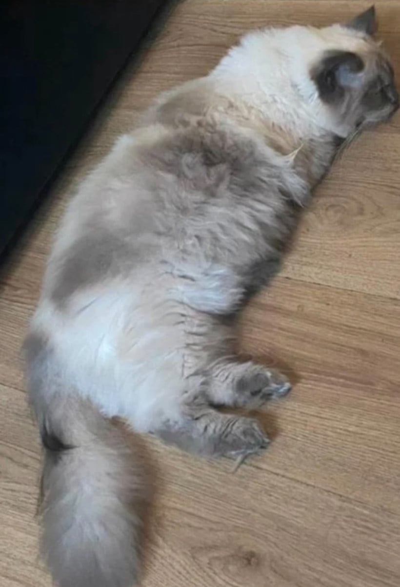 Ragdoll poes met stamboom