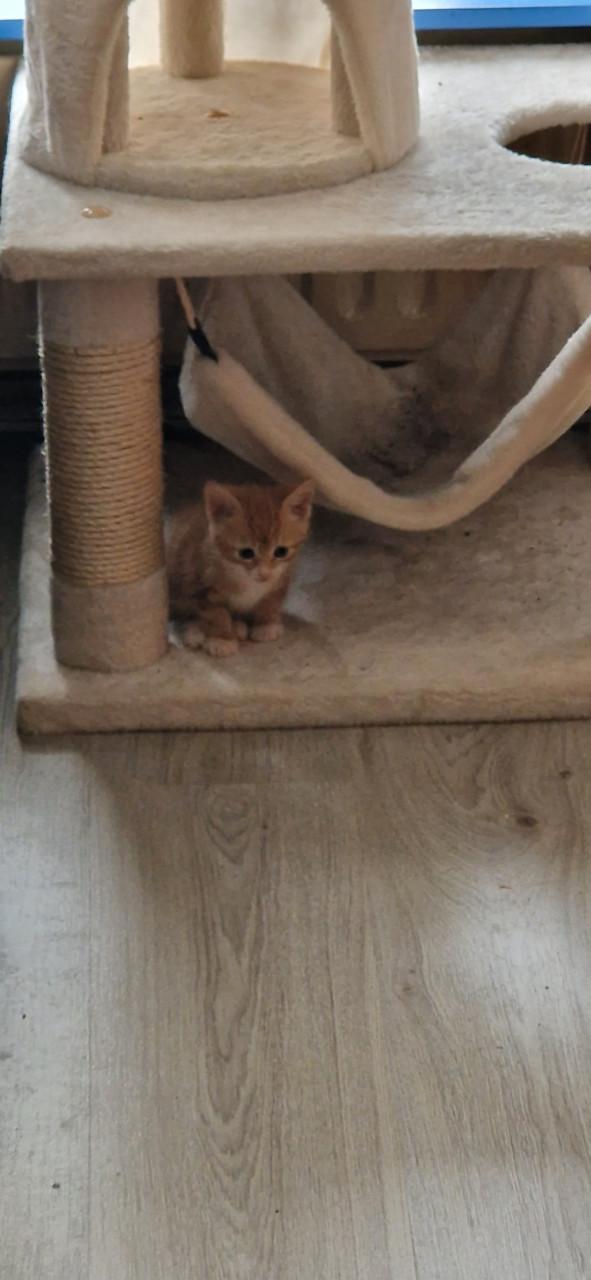 Kittens