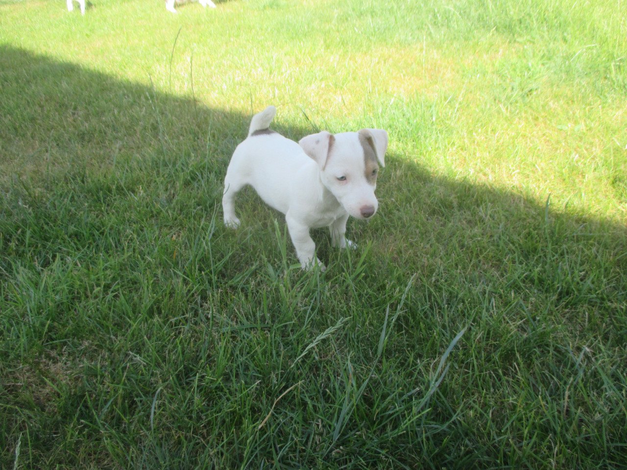 Mooie jack russell pups