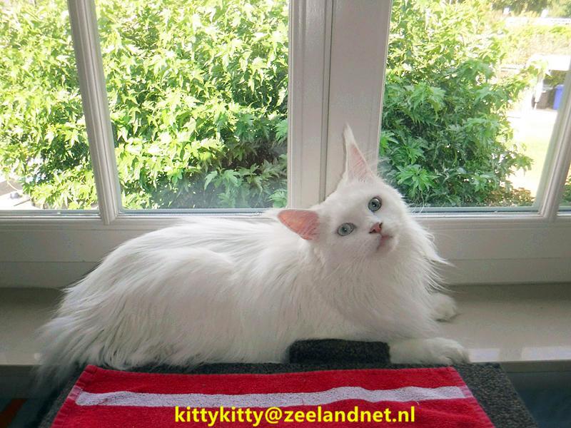 Kattenhotel Kitty Kitty, in Axel