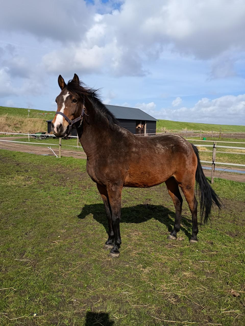 Lieve Welsh pony merrie 9 jaar 1.48 met stamboom