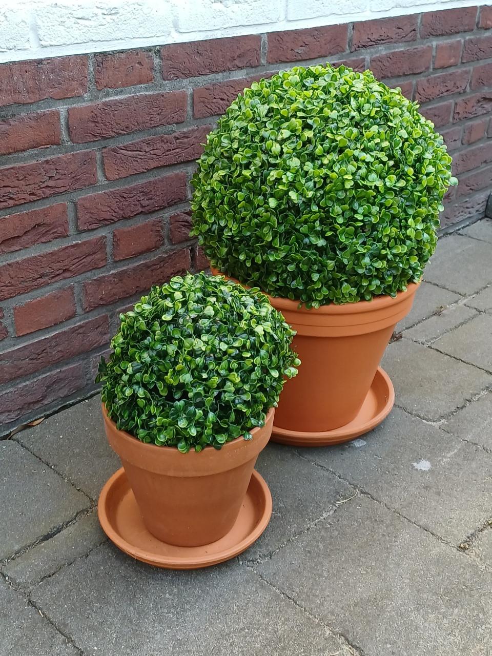 4x buxus bol kunst