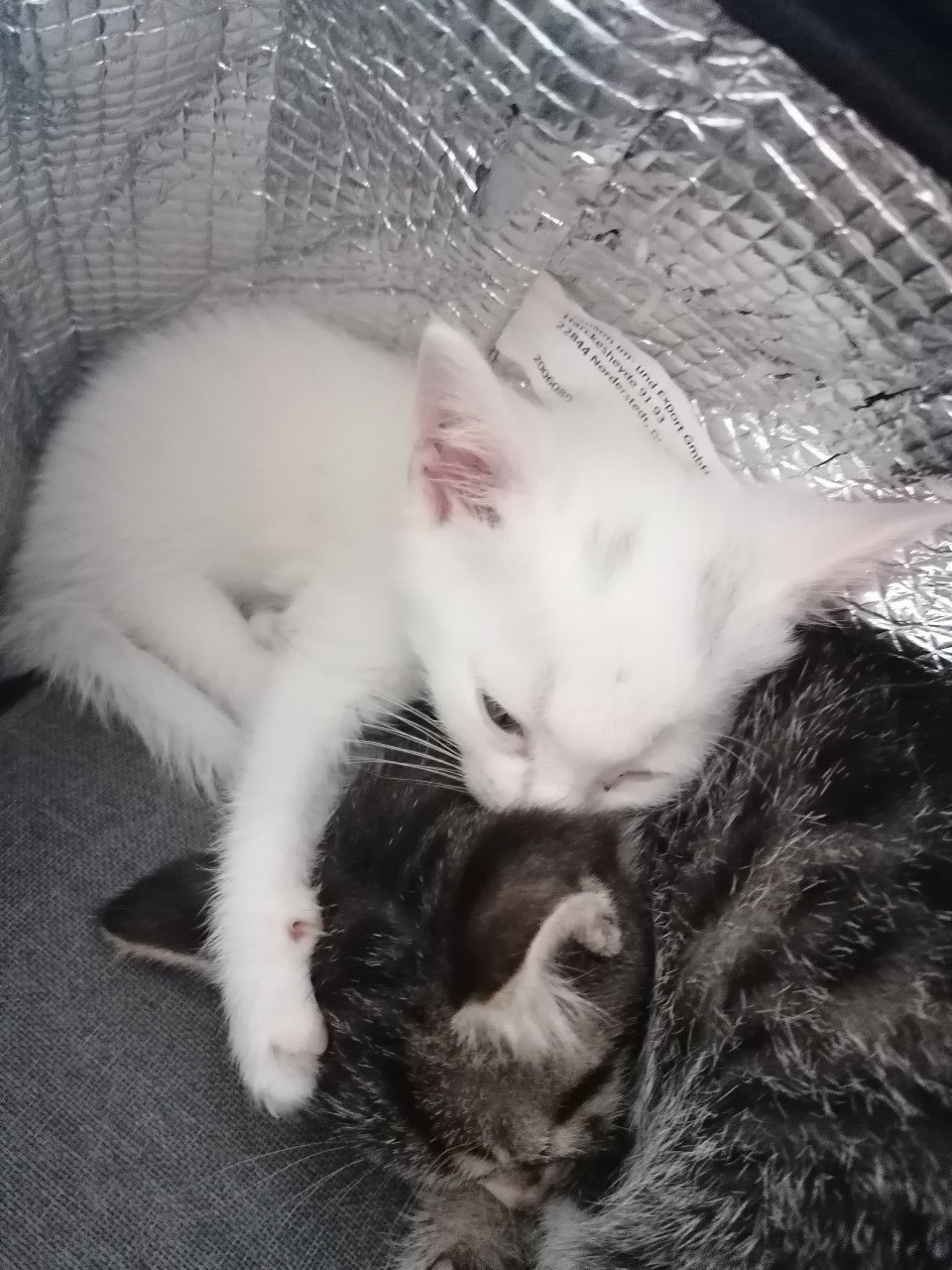 2 witte kittens