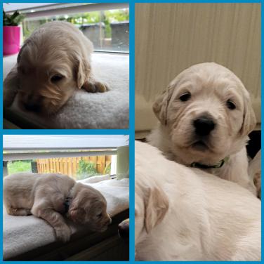 2 golden retriever reutjes zoeken goed huis