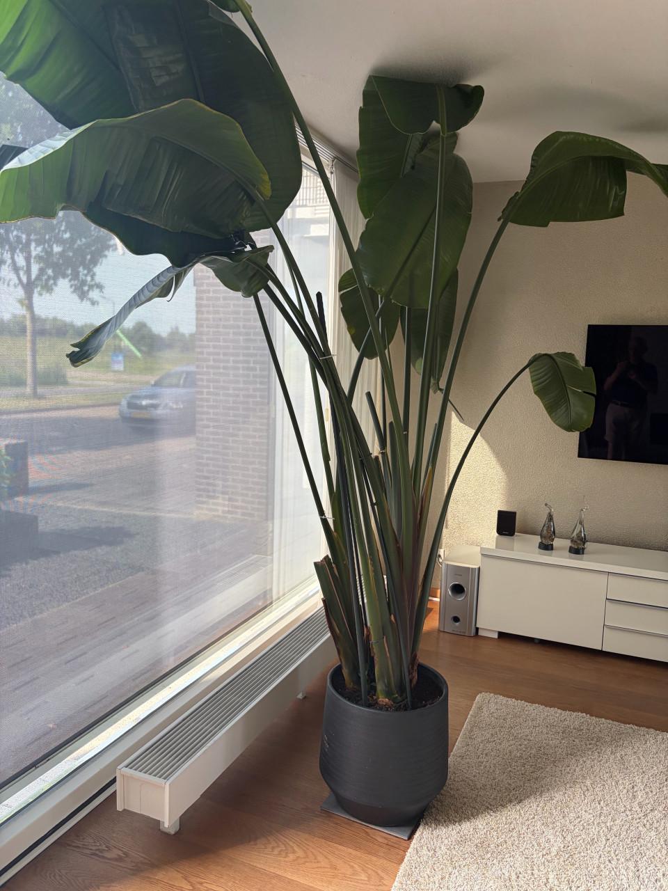 Prachtige grote plant voor in een hoge grote (tuin-) kamer