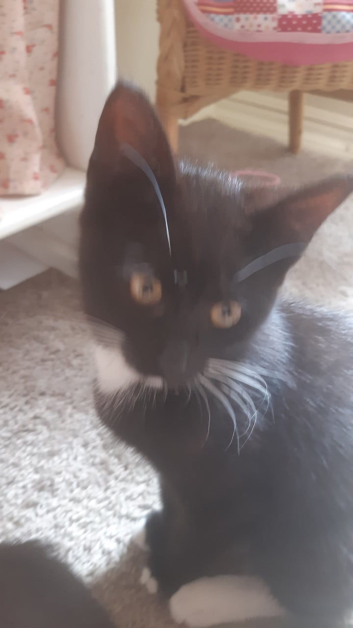 Kittens