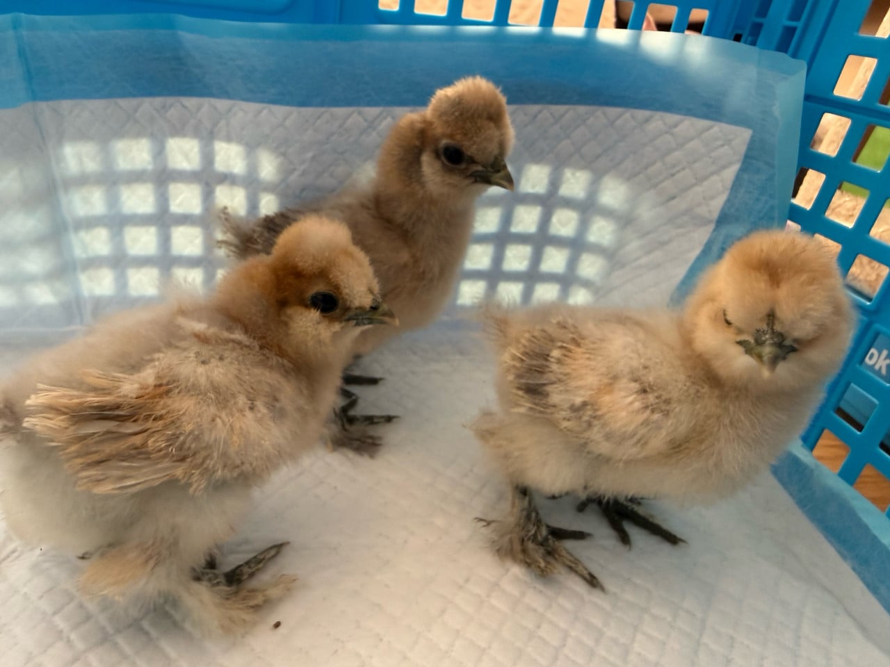 Kuikentjes zijdehoen