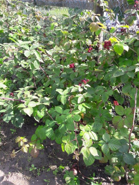 Druivenplanten, bramenplanten, bessenstekken
