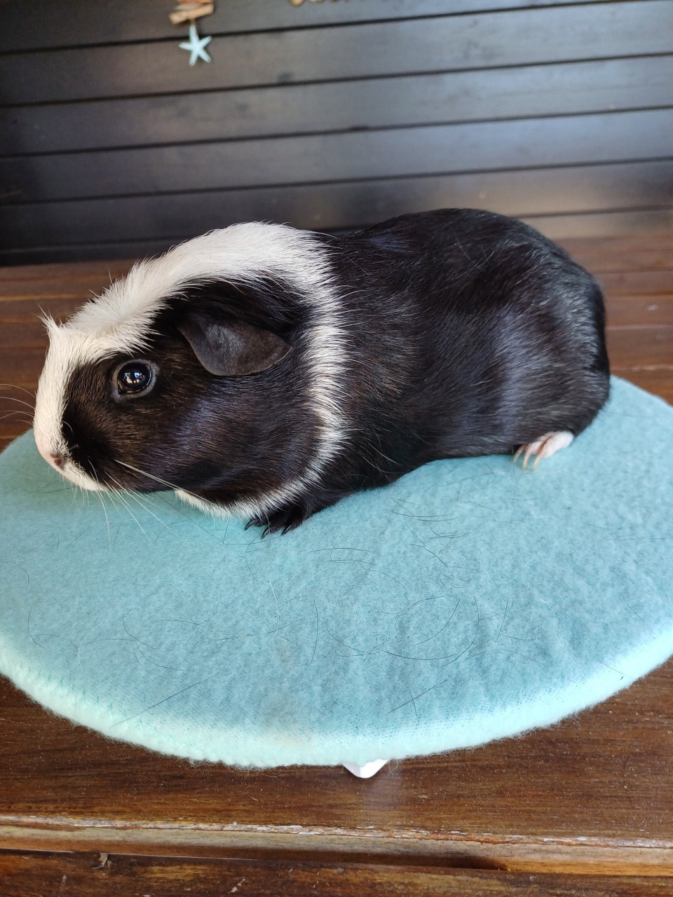 Diverse leuke cavia's aangeboden.