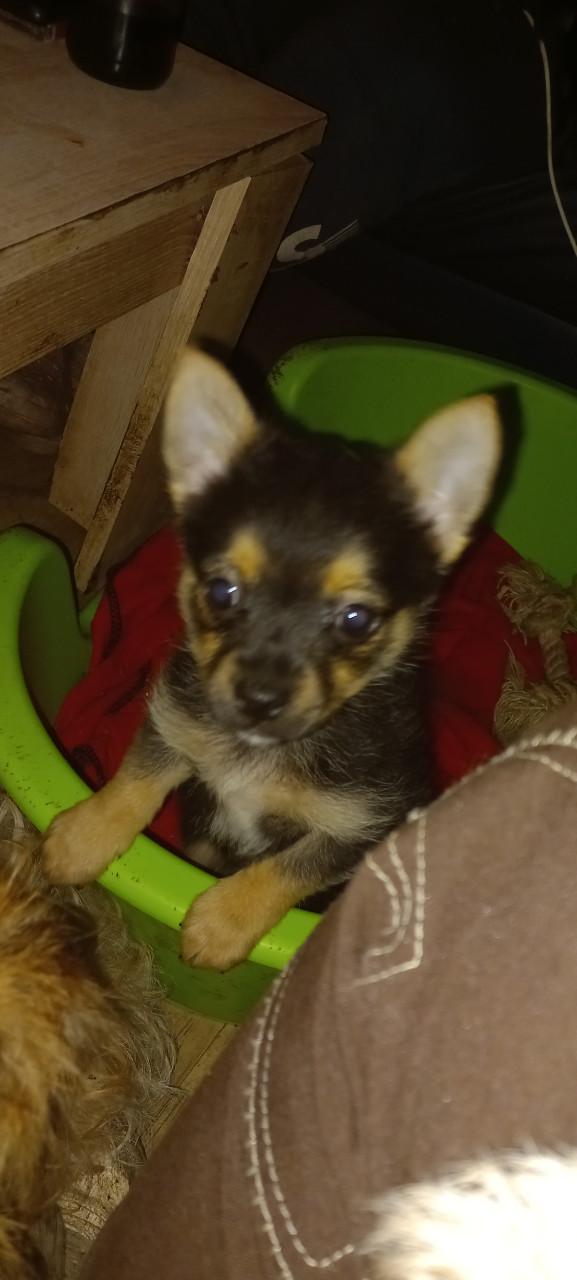 75% kruising pomeriaan