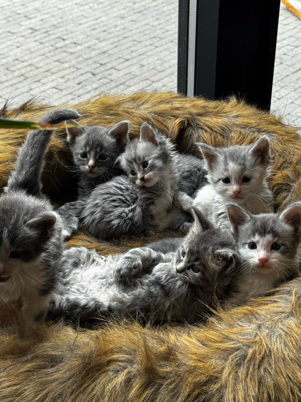 Maine coon kittens te koop!