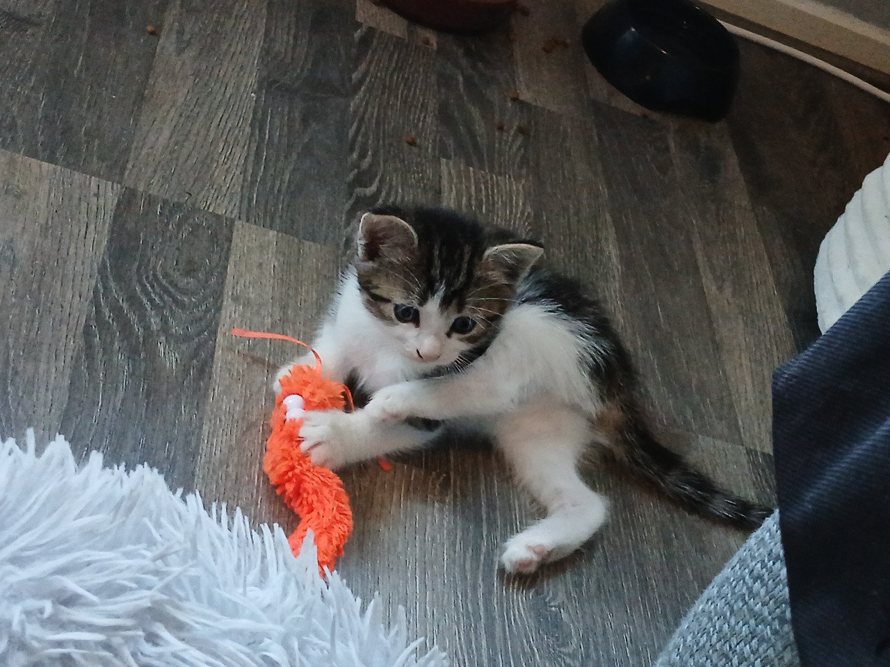 Gratis kittens