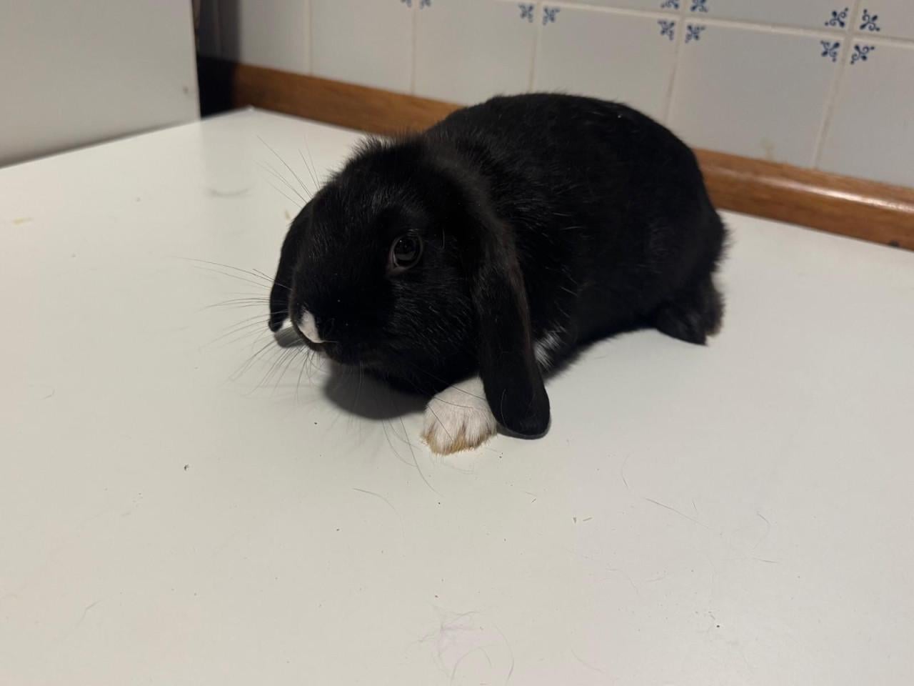 Dwergkonijntjes
