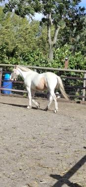 Jaarling kruising Tinker x White Dream GF