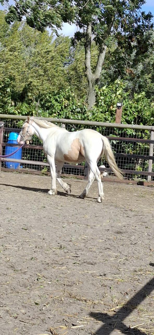 Jaarling kruising Tinker x White Dream GF