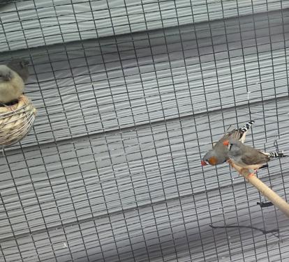 Vogels zebravinken
