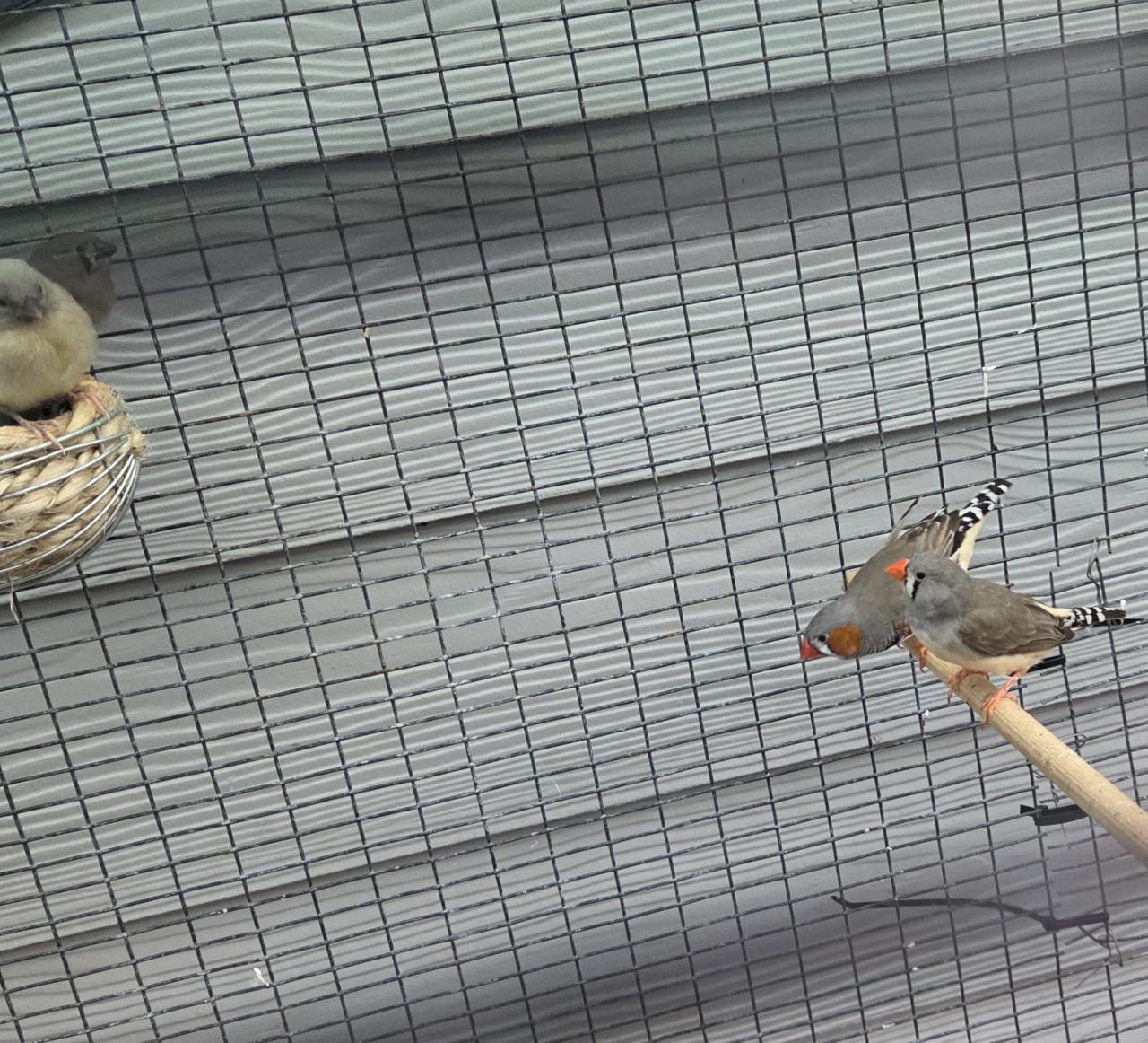 Vogels zebravinken