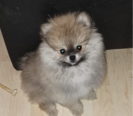 Dwergkeeshond (pomeriaan)puppy