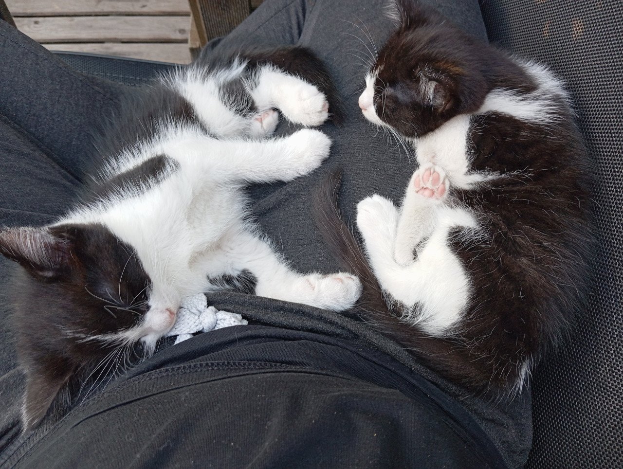 Kitten mannetje