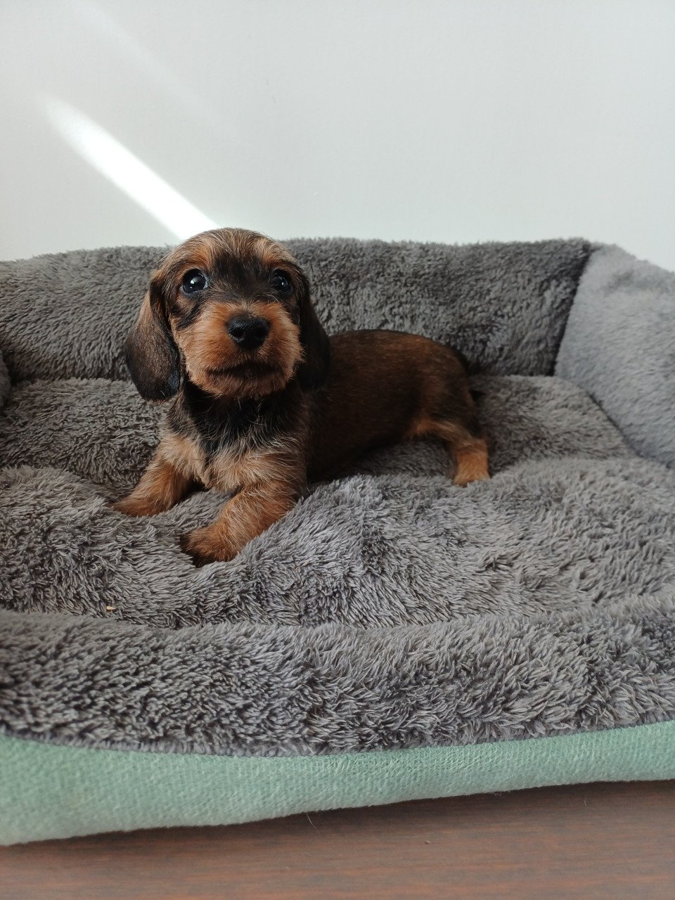 Super leuke Ruwhaar Dwerg Teckel pups
