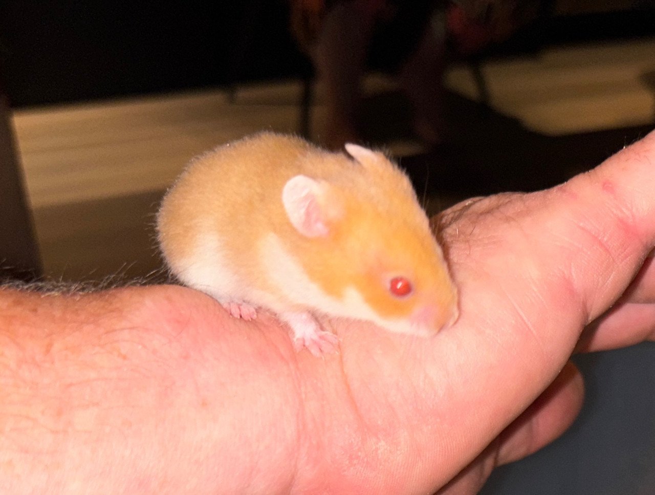 Syrische hamster/ goudhamster