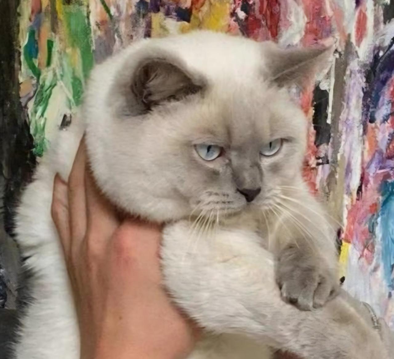 Brits korthaar kittens