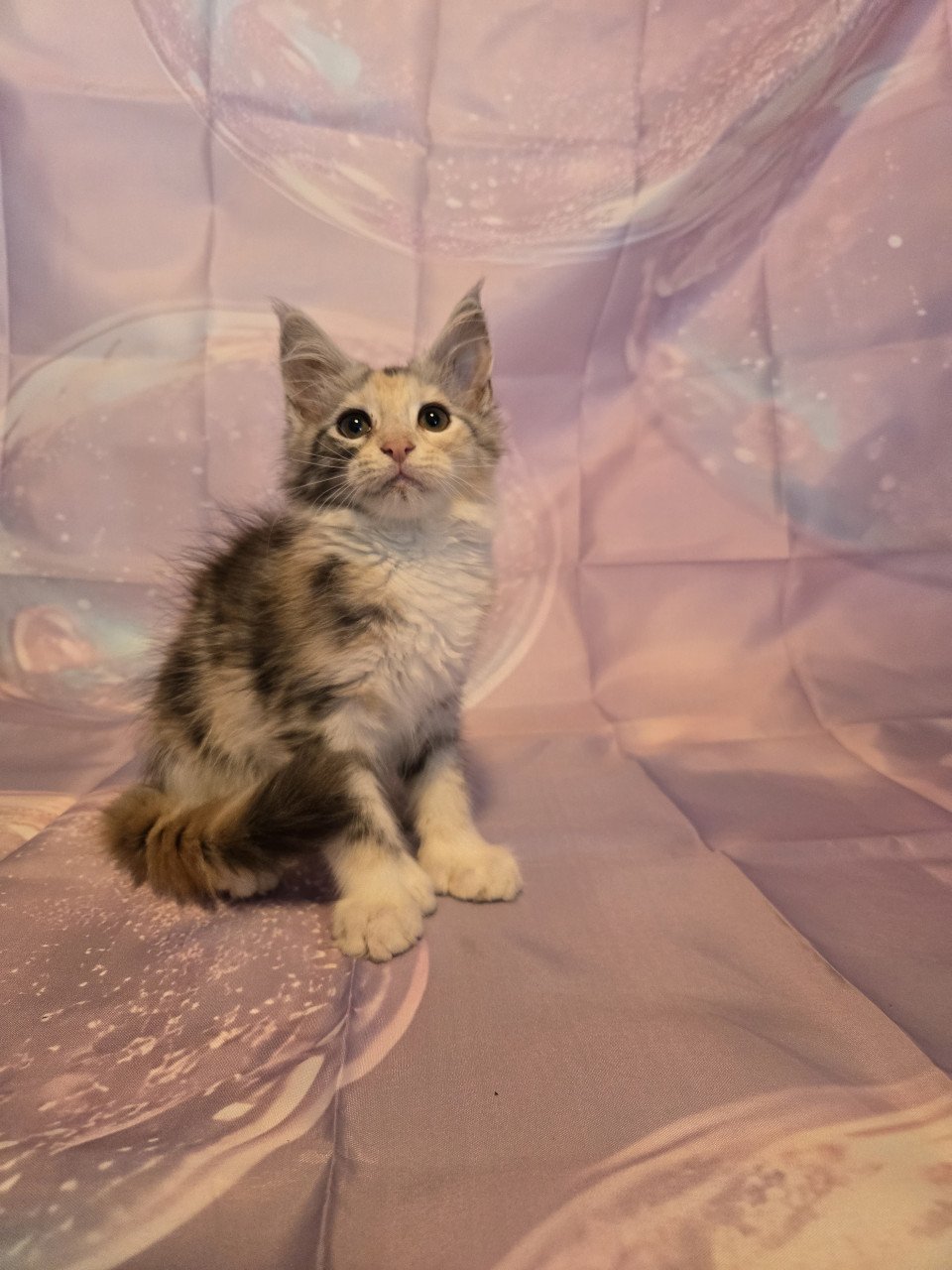 Maine coon poesje met stamboom