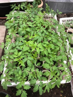 Tomaten planten en cherry tomatenplanten