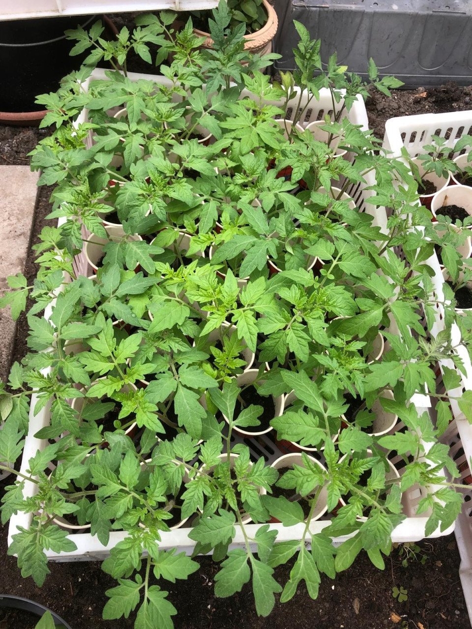 Tomaten planten en cherry tomatenplanten
