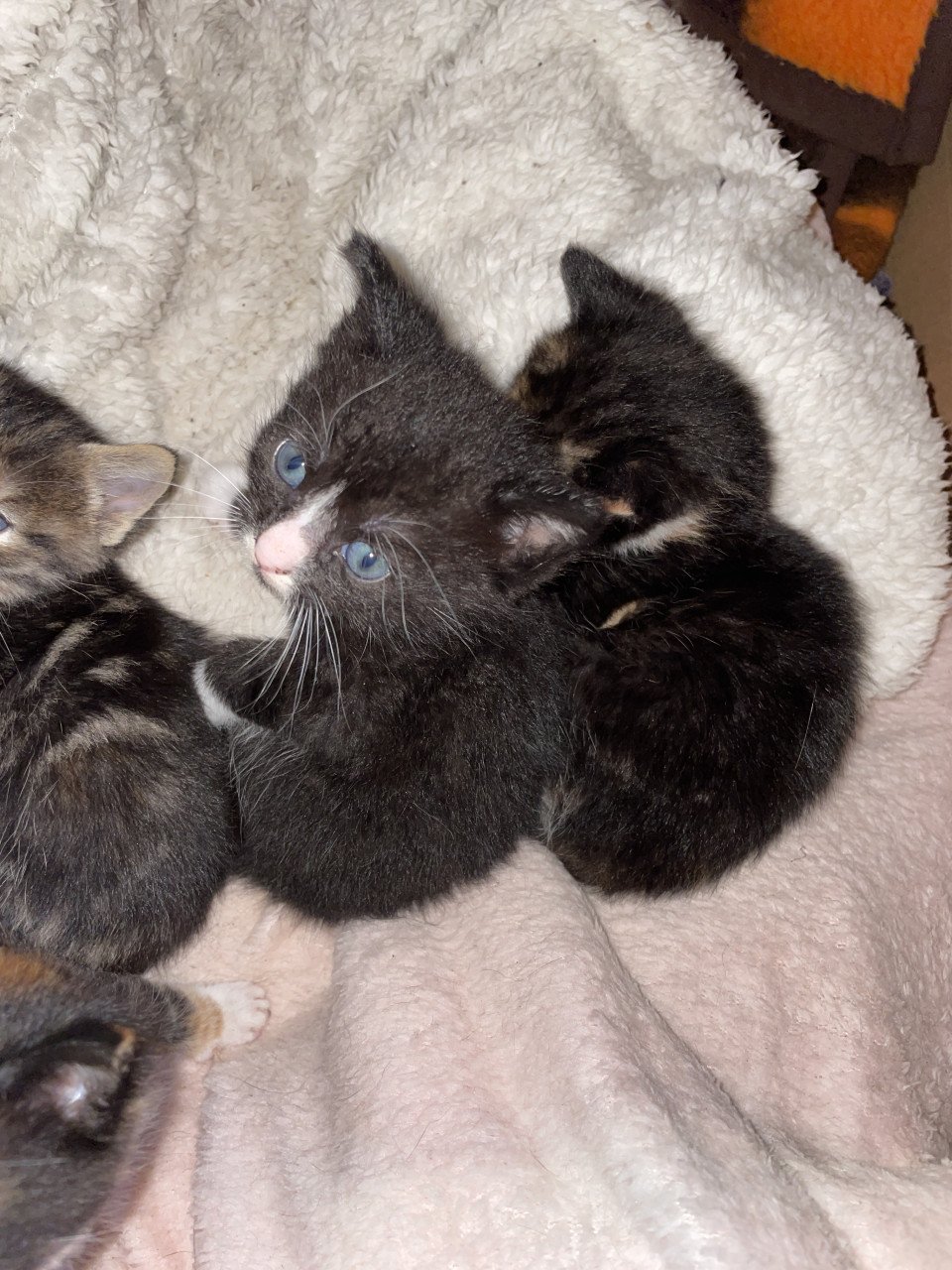 Kittens