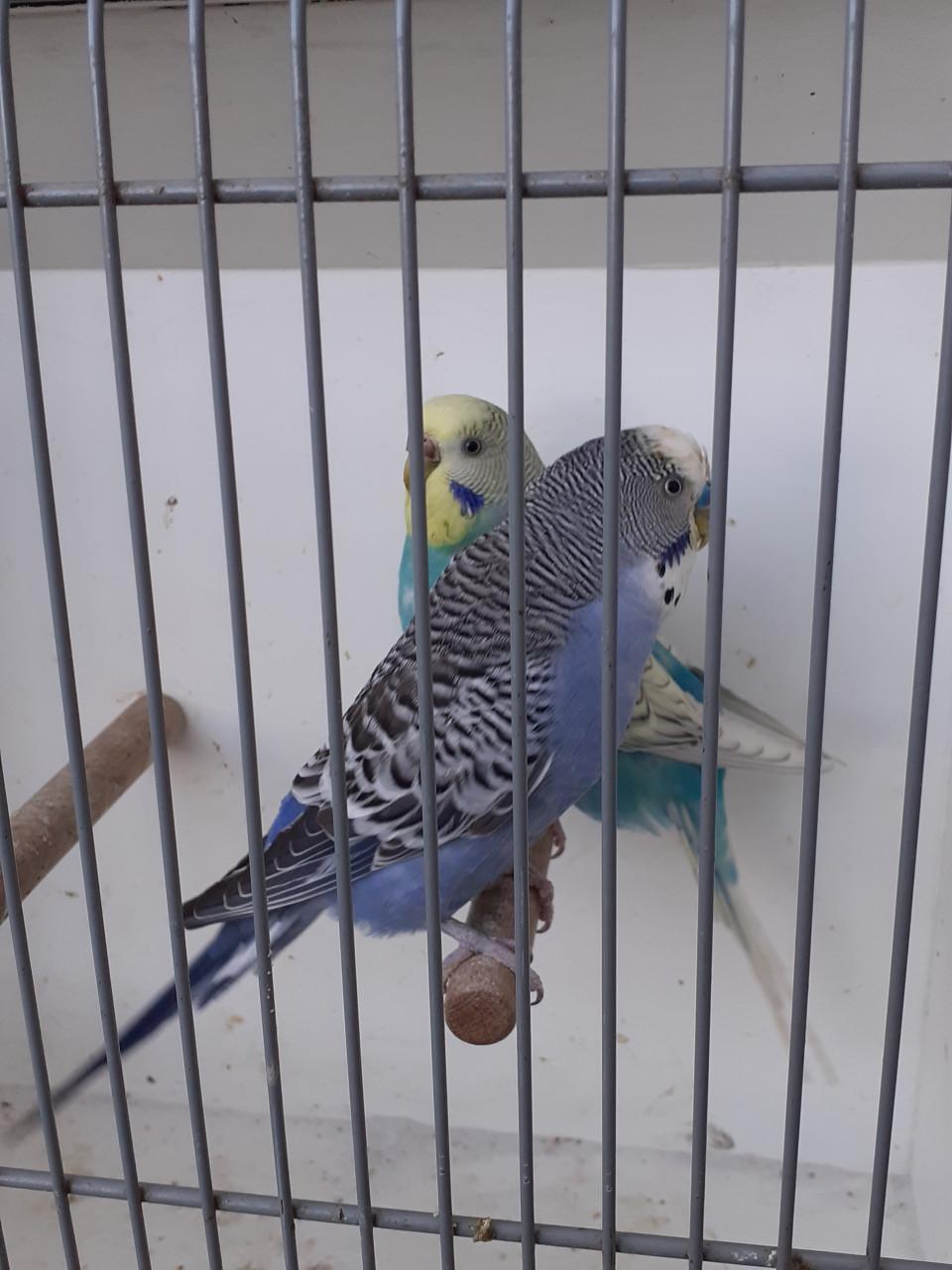 Koppels grasparkieten