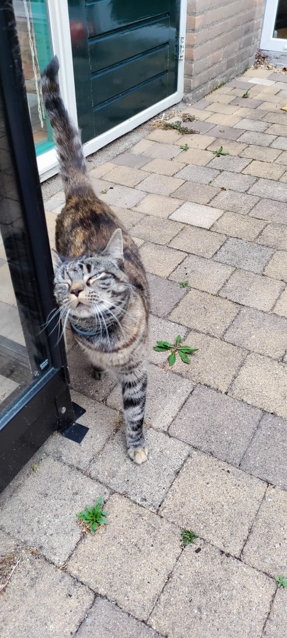 Mooi poes; half Britse korthaar