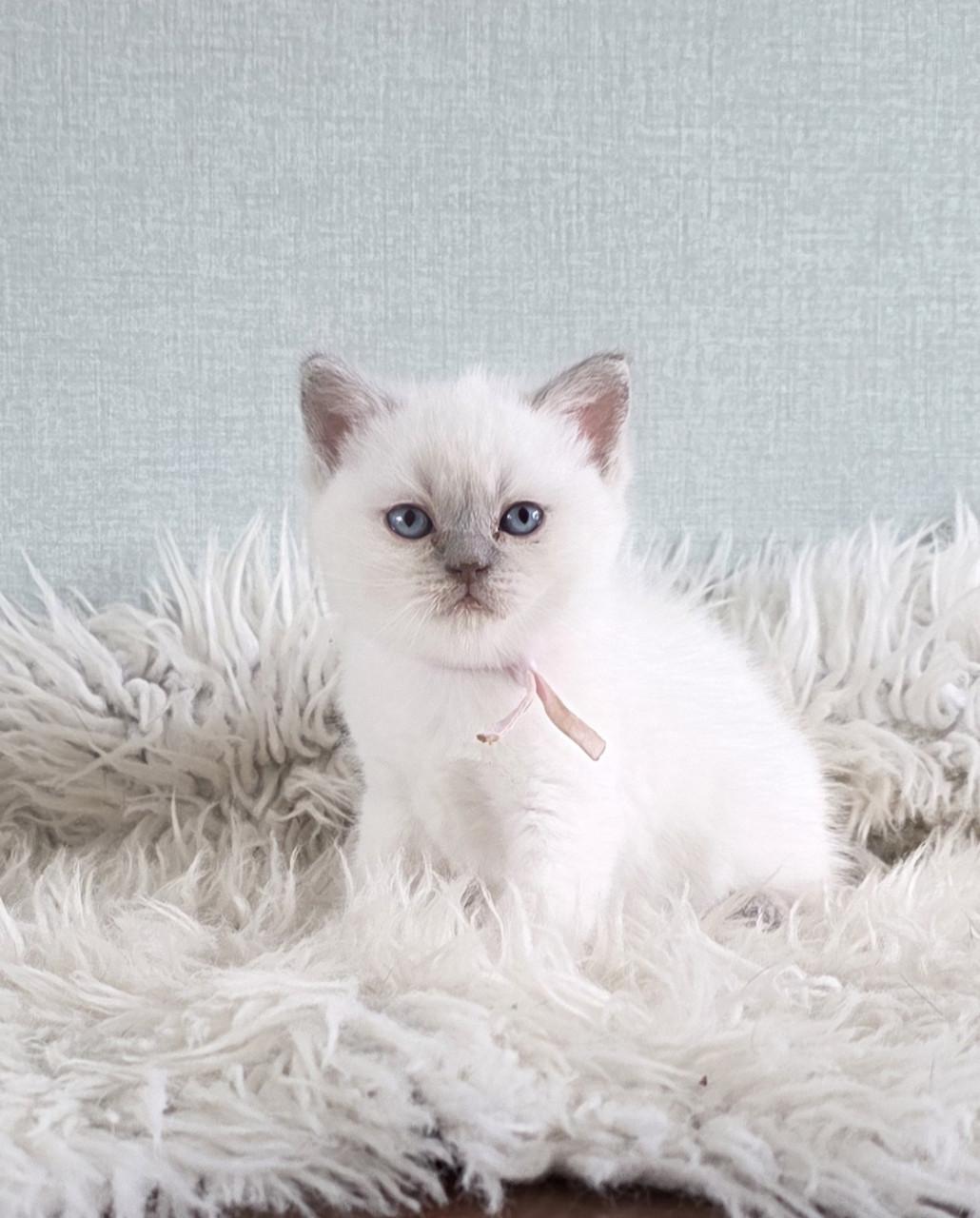 2 lilac-point Brits kort en langhaar kittens