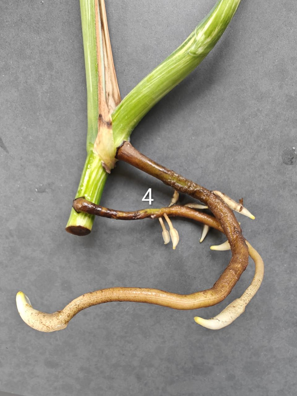 Monstera Variegata stekken, kamerplant