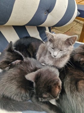 Kittens. Superlief!