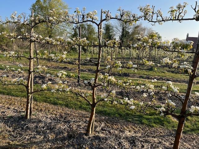 Fruitbomen in leivorm / Leibomen / Peer