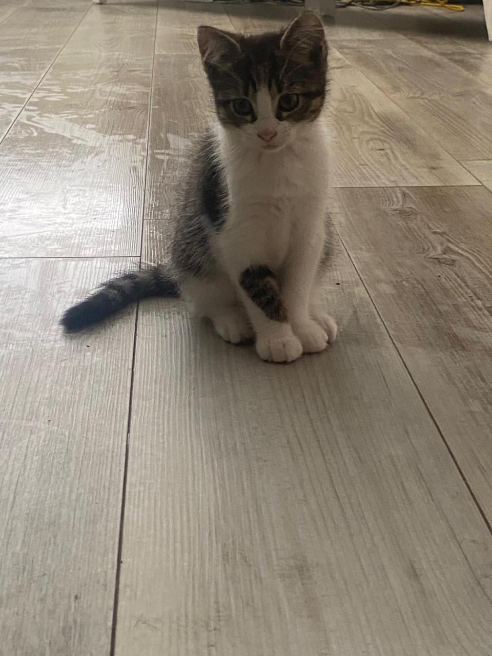 Kittens