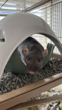 Ratje voor opvang aangeboden