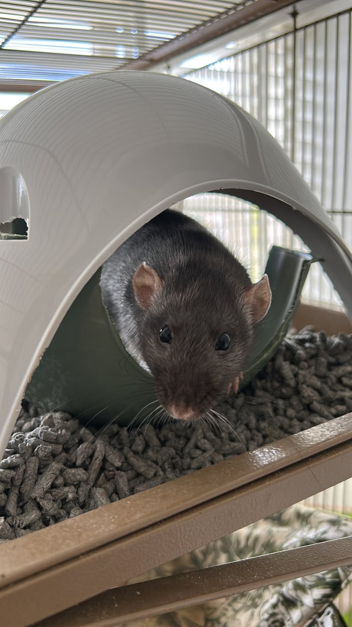 Ratje voor opvang aangeboden