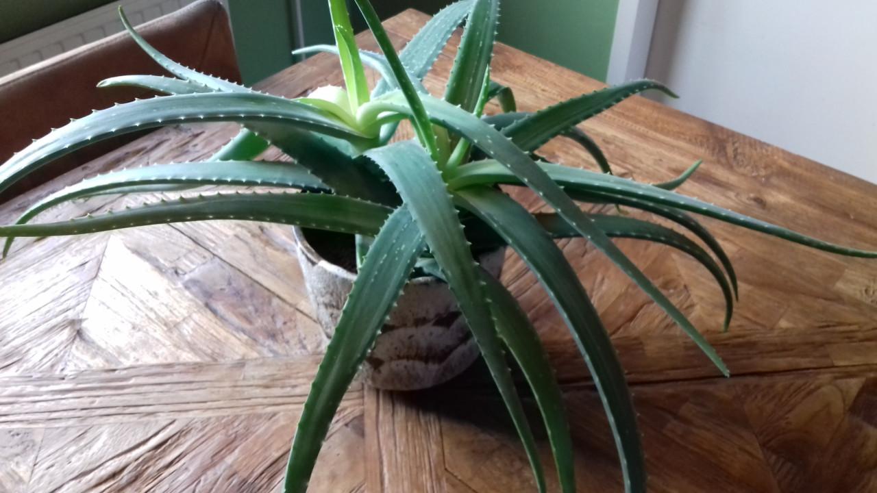 Mooie Aloë Vera plant met jaren 60 lava pot