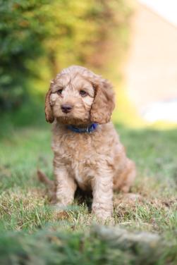 Gastgezin gezocht voor Cockapoo pup