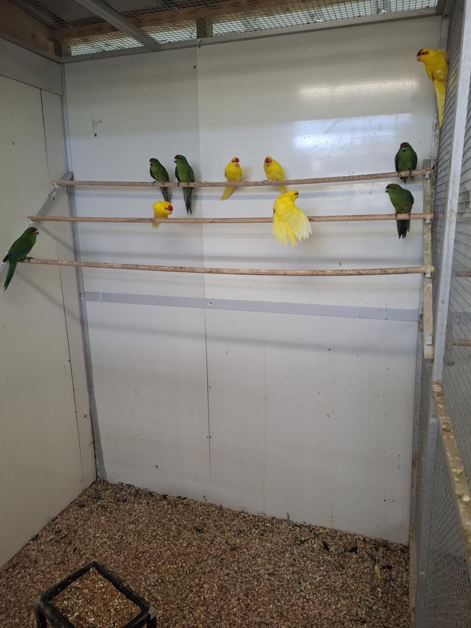 Kakariki's geel en groen