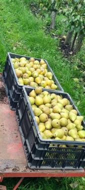 Stoofperen Gieser Wildeman