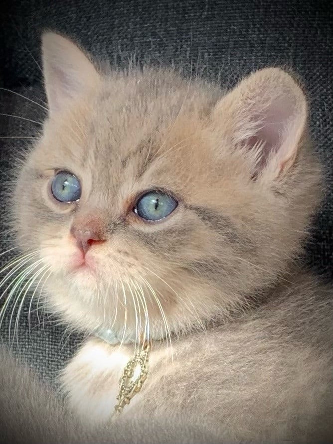 Brits korthaar kitten katertje 7 wkn