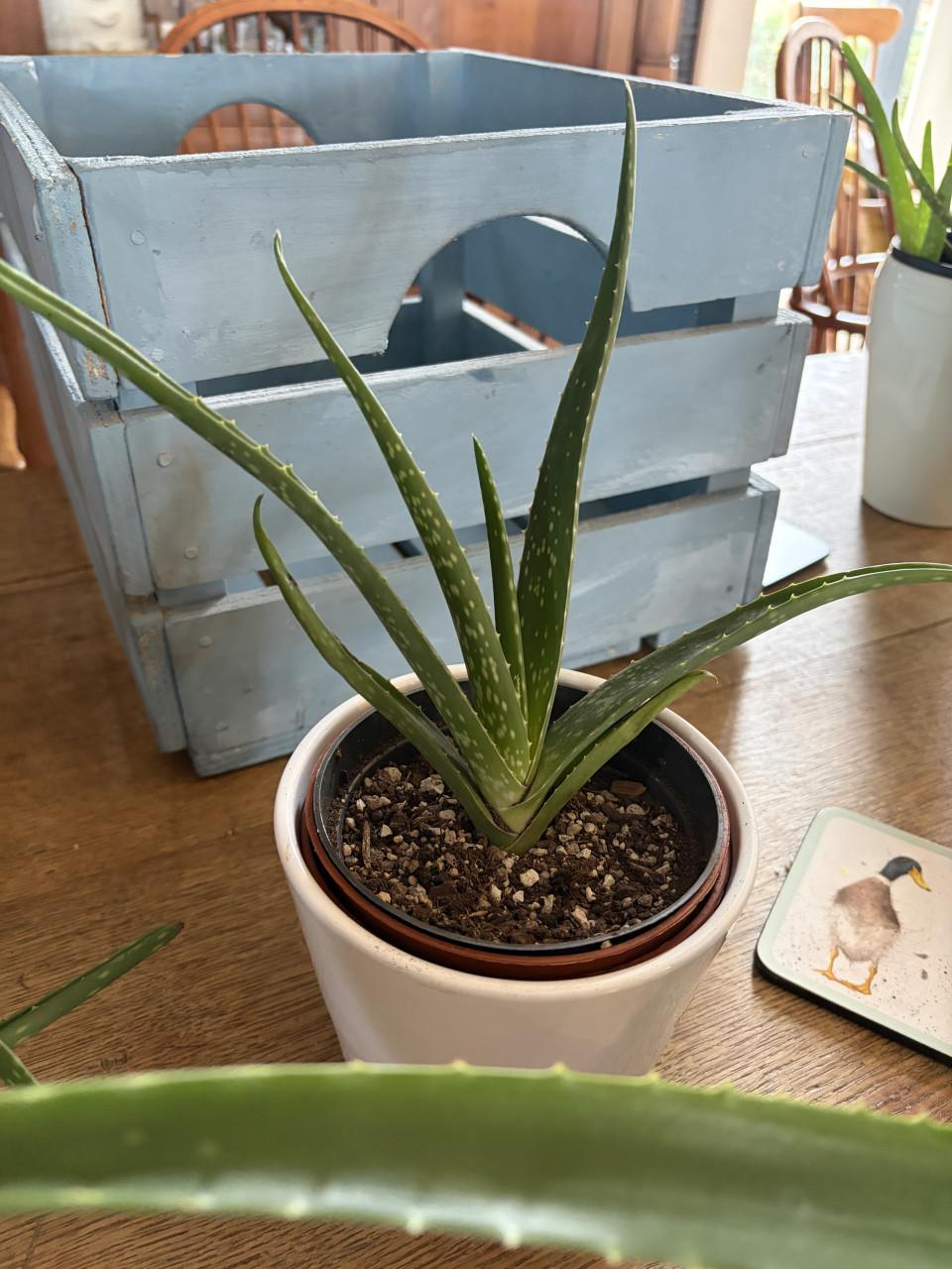 Aloe vera kamer plant