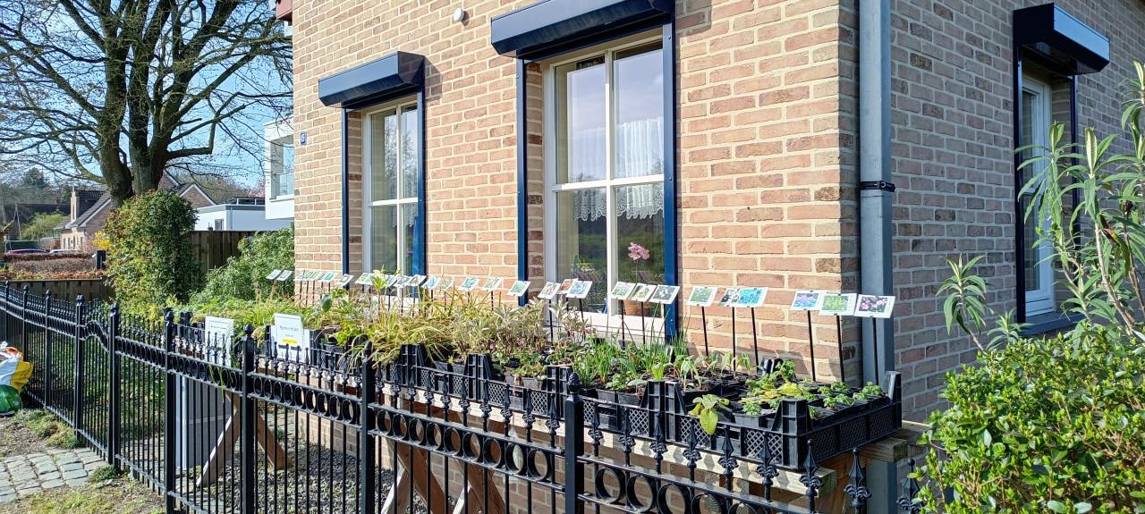 Up-date plantenkraampje, mooie bijen,- en vlinderplanten voor €1,25 p/st.