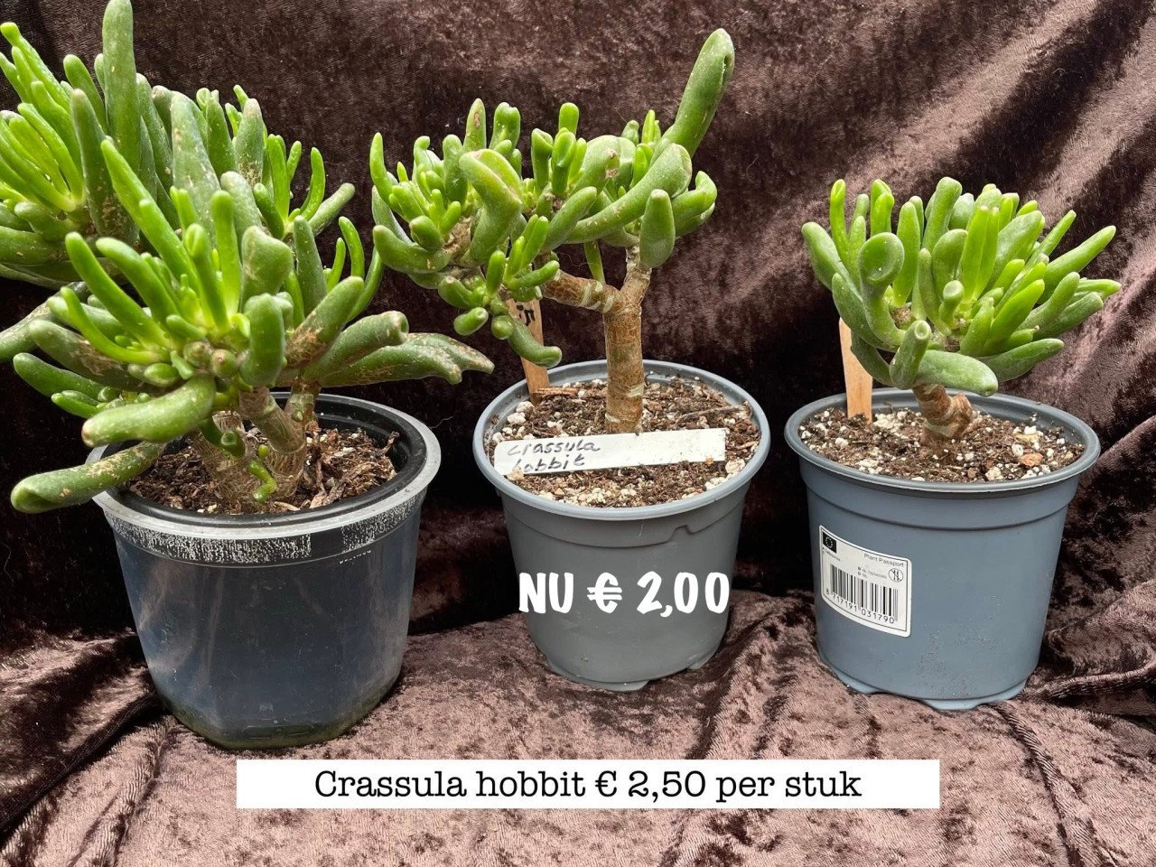 Kamerplanten en vetplanten te koop