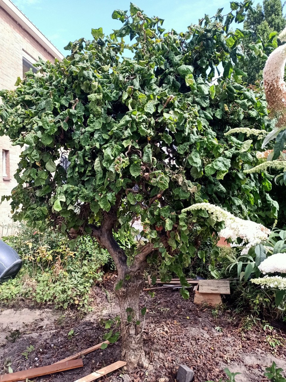 Krulhazelaar boom